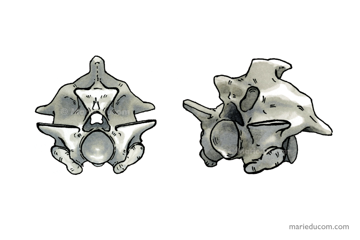 vertebrae-02-marie-ducom-2015
